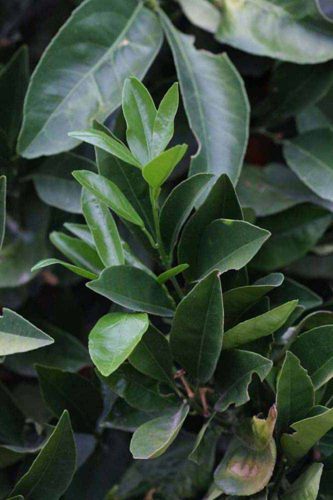              Sun leaves (Riverside, CA)       